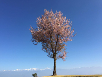 回歸至土地